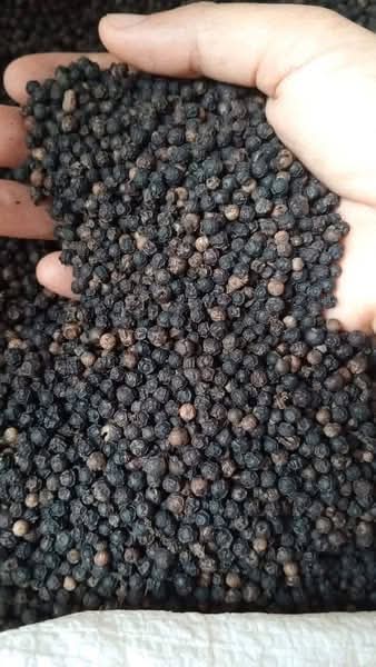 Black Pepper