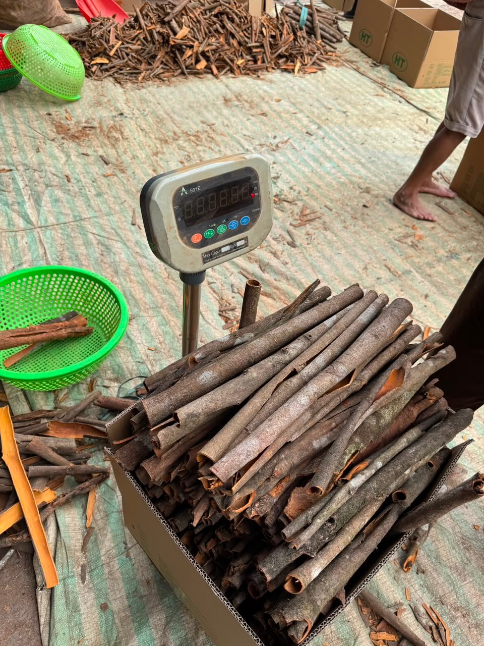 Cinnamon Casia