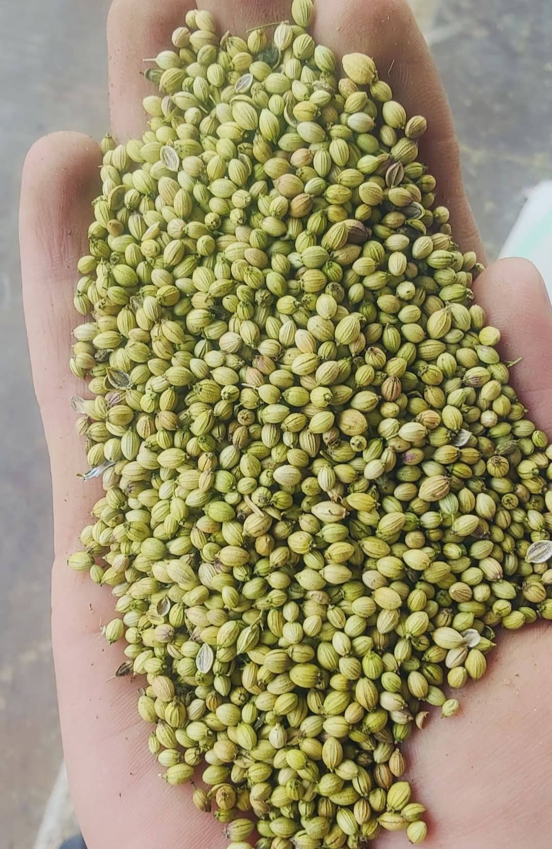 Coriander