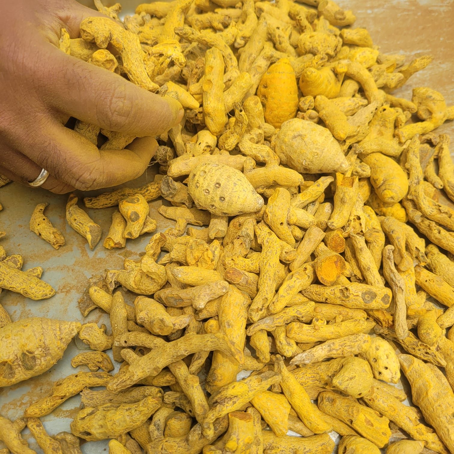 Turmeric Haldi