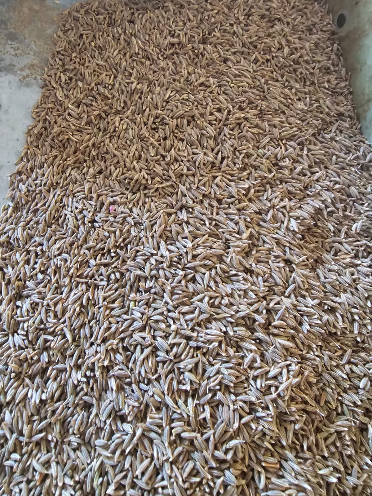 Cumin Seeds
