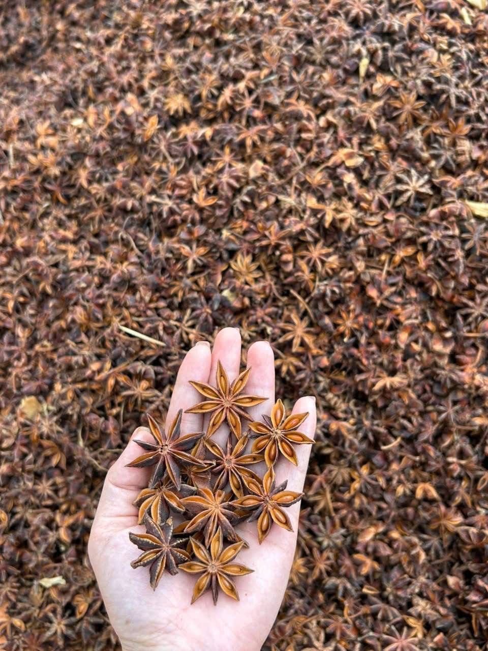 Cumin Seeds
